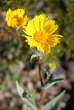Golden Bloom