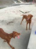 Canine Playtime in the Santa Monica Mountains