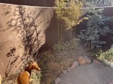 Garden Companion
