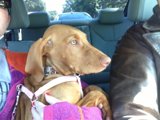 Canine Comfort in Carmel