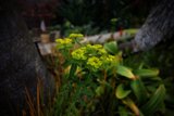 Blooming Beauty in the Botanical Garden