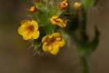 Delicate Yellow Bloom