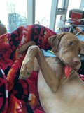 Cozy Canine