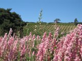 Blooming Beauty in the Countryside
