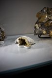Nature's Treasures on Display