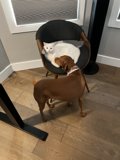 The Chair Companions