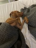 Cozy Canine with a Blanket