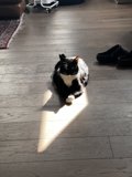 Classic Cat Pose