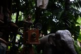 Monkeying Around on an Elephant