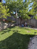 Spring Morning in the Backyard