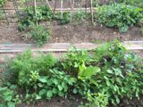 Bountiful Herbal Garden
