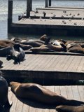 Leisurely Afternoon at the San Francisco Bay