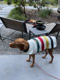 Stylish Canine Fashion