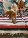 Man's Best Friend on Home Decor