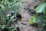 Feathered Wanderer in the Animal Kingdom