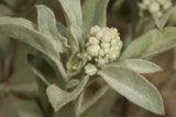 Blooming Amaranthaceae