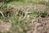 A Patch of Wild Grass