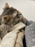 Feline Companion
