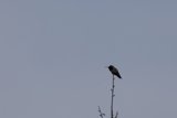 Perched in Serenity