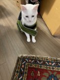 Classic Rug and Cat Harmony