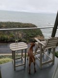 Pismo Beach Pooch