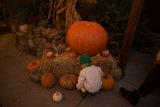 Enchantment in the Pumpkin Patch