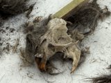 Nature's Remnants