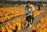 Harvesting Memories at Halfmoon Bay