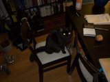 The Mysterious Black Cat on the Chair