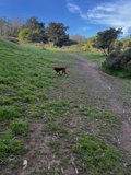 A Dog's Scenic Walk Through the Countryside