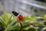 Radiant Encounter: Butterfly Rests on a Vibrant Plant