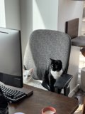Tech-Savvy Feline