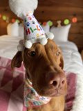 Party Pooch