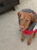 Red Jacket Pupper