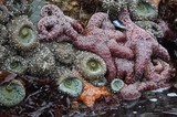 Ochre Sea Stars and Anemones in Pacific Tide Pool