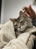 Cozy Cat Nap