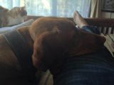 Companions on the Couch