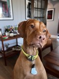 The Stylish Vizsla