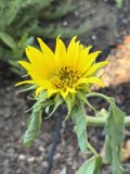 Radiant Beauty in Bloom