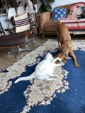 Playtime with Friends