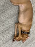 Paws Up for Playtime