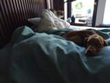 Furry Friends Take Over the Bed