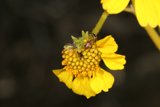 Buzzing with Pollen