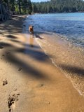 A Canine Summer Stroll Along the Shore