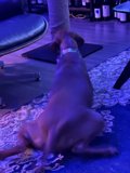 Comfortable Canine on Couch Rug