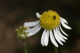 Bee on a Daisy
