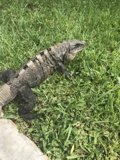 Iguana lounging in the sun