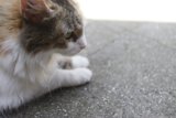 Feline Chillout