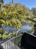 Serene Waterfront View
