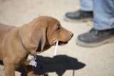 Stick Fetcher